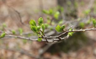 Bud Spring