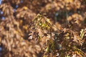 Oak Leaves Autumn Tree