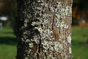 Autumn Tree Bark