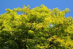 Beautiful and colorful chestnut trees in sunlight, under the blue sky