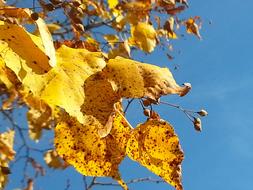 Golden October Azure