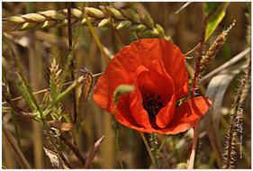 Klatschmohn Poppy red and dry grass