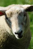 White Sheep head at Green blur background close up