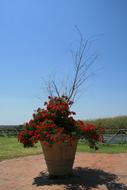 large flower pot with a bush of red roses