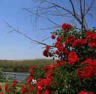 red Flowers Rose Multiple