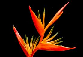 wonderful orange fire Flower