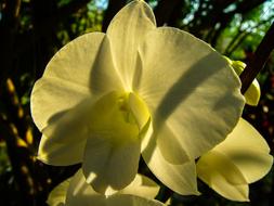 incredibly beautiful Orchid Blossom