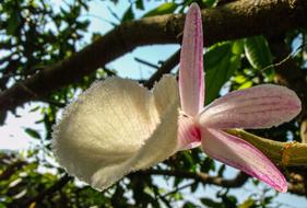 Beautiful, blooming pink, white and purple orchid flower