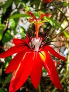 garden red Passion Flower