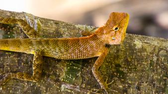 Lizard