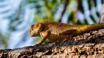 Lizard