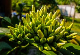perfect green Flower