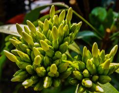 green bud Flowers