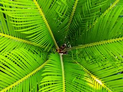 bright green palm leaves close up