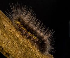 Closeup photo of Prickly Hairy Caterpillar