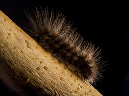 Closeup view of Caterpillar Prickly Hairy