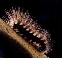 Closeup view of Prickly Hairy Caterpillar