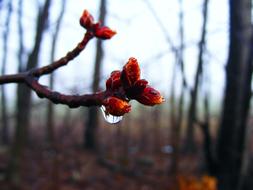 Budding, red buds on tree twig Close-Up