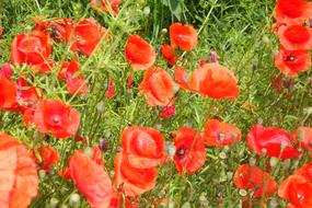 Field Of Poppies Red flowers