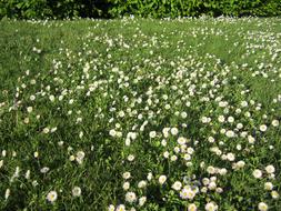 white meadow flowers in the grass