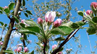 goodly Apple Blossom