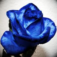 blue rose as a work of art