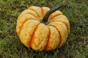 yellow autumn pumpkin on the grass close-up