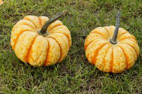 orange Gourd Pumpkins