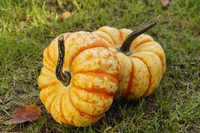 decorative Pumpkin Gourd at Autumn