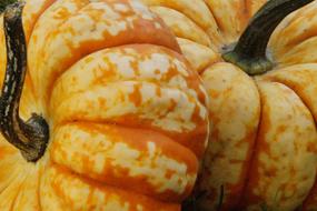 autumn yellow-orange pumpkins, close-up