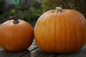 pair of Orange Pumpkins