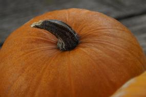 fall Pumpkins Orange