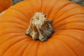 Orange Pumpkins halloween decoration