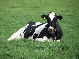 Black and White Cow resting