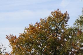 Colorful and beautiful trees in the autumn, under the blue sky with white clouds