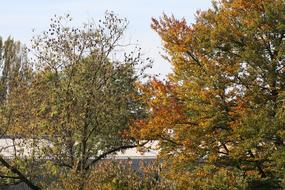 Trees at Autumn Sky