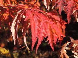 Leaves Red in a blurred background