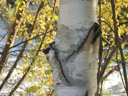 Birch Tree Tribe