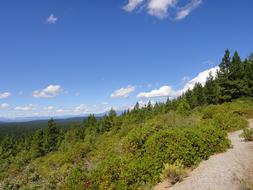 coniferous forest on the hillside