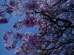absolutely beautiful Jakaranda Tree Flower