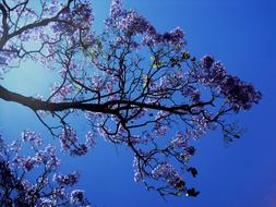 Beautiful jakaranda tree with violet flowers at beautiful blue and white gradient sky