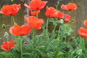 Close-up of the beautiful, red and orange poppy flowers on the plant with green leaves and buds