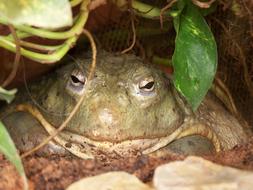 Portrait of the cute frog, among the green leaves