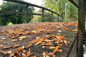 Autumn Leaves Fall Foliage on bridge