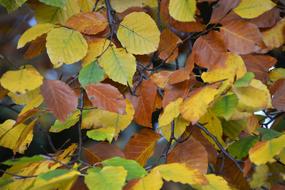 Close-up of the beautiful and colorful, shiny leaves on the branches, in the autumn