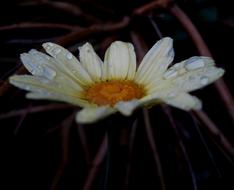 fabulous Bloom Light Yellow Bright