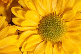 beautiful yellow Chrysanthemum, macro
