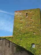 Green Vertical Garden