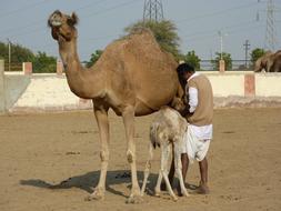 Camel Farm Bikaner