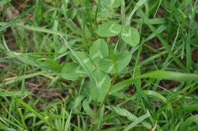 Four Leaf Clover plant